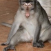 monkey_macaque_balinese_mf_ubud_v_1096_bal4814.jpg